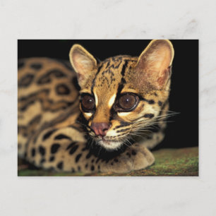 CA, Zentralpanama, Soberania NP, Margay 2 Postkarte