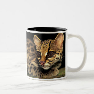 CA, Zentralpanama, Soberania NP, Margay 2 Zweifarbige Tasse