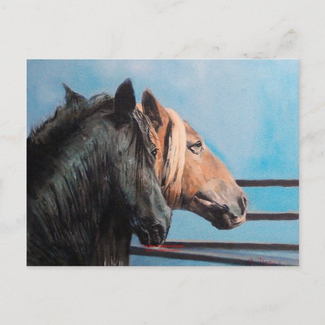 Caballos/Cabalos/Pferde Postkarte (Vorderseite)