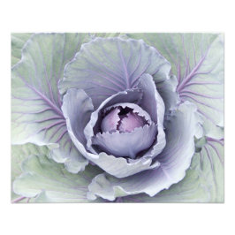 Cabbage Foto Print