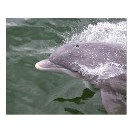 Cabbage Key Dolphin Fotodruck