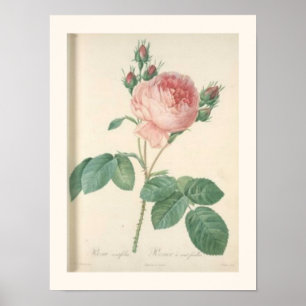 Cabbage Rose Botanisch-englische Rose Poster
