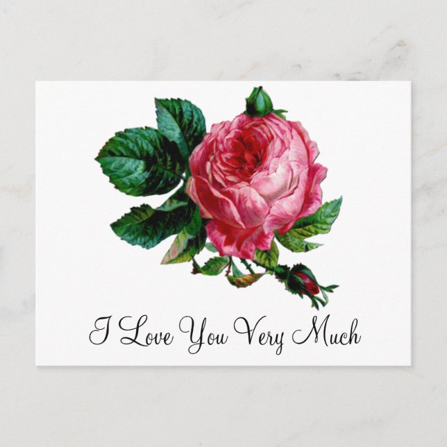 Cabbage Rose Postkarte (Vorderseite)