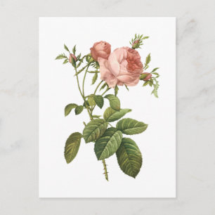 cabbage rose (Rosa centifolia foliacea) by Redouté Postkarte