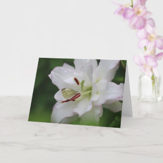 Cabbage White Butterfly on Lily Photo Blank Card Karte