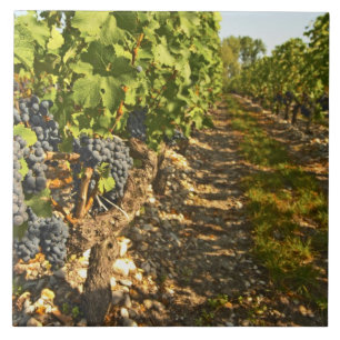 Cabernet Sauvignon in Folge Fliese