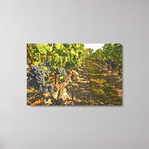 Cabernet-Sauvignon-Reben in einer Reihe in der Leinwanddruck