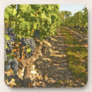 Cabernet-Sauvignon-Reben in einer Reihe in der Untersetzer