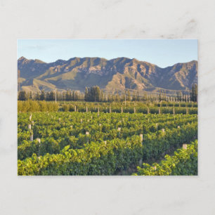 Cabernet Sauvignon-Reben in Huailai Rongchen 2 Postkarte