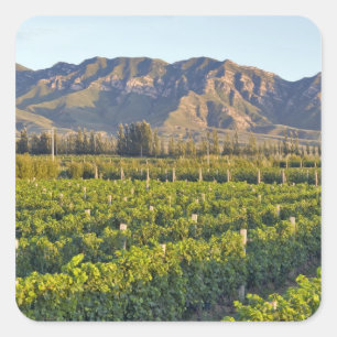 Cabernet-Sauvignon-Reben in Huailai Rongchen 2 Quadratischer Aufkleber