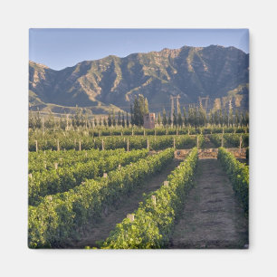 Cabernet-Sauvignon-Reben in Huailai Rongchen Magnet