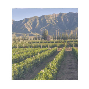 Cabernet Sauvignon Reben in Huailai Rongchen Notizblock