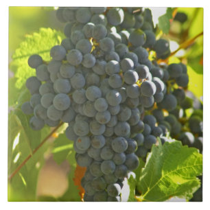 Cabernet Sauvignon Traube im Chateau Fliese