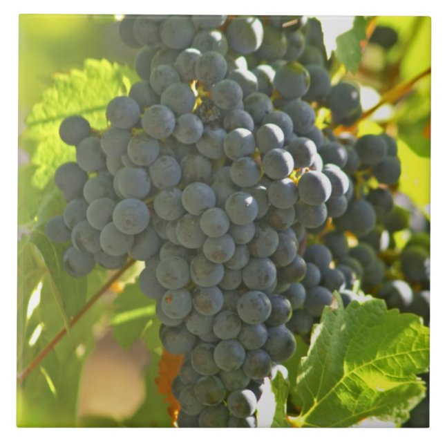 Cabernet Sauvignon Traube im Chateau Fliese (Vorderseite)