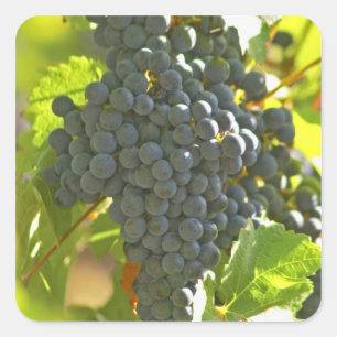 Cabernet Sauvignon Traube im Chateau Quadratischer Aufkleber