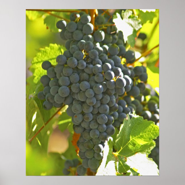 Cabernet Sauvignon Traubensaal im Schloss Poster (Vorne)