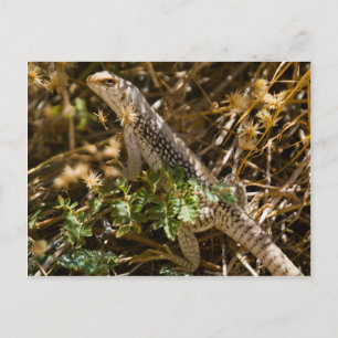 Cabo Lizzard 2 Postkarte