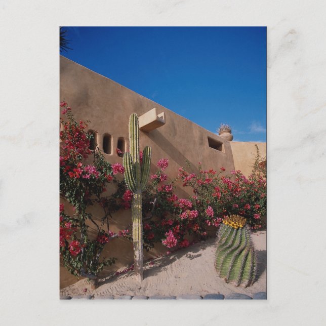 Cabo San Lucas, Baja, Mexiko Postkarte (Vorderseite)