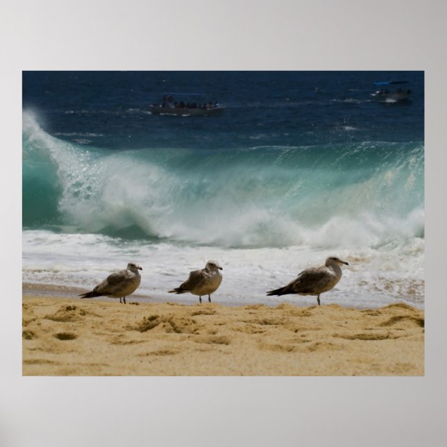 Cabo Seagull 2 Poster (Vorne)