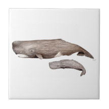 Cachalote, Mutter und Zucht,