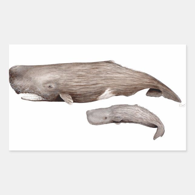 Cachalote, Mutter und Zucht, Rechteckiger Aufkleber (Vorderseite)