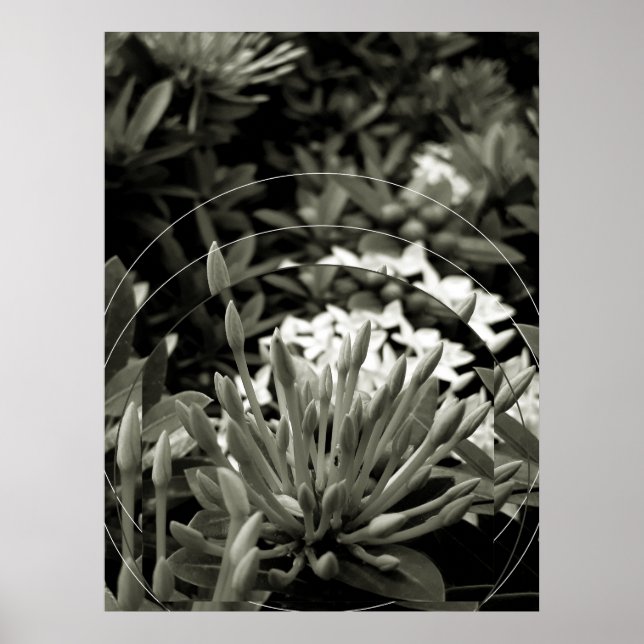 CAcho de Botões Poster (Vorne)