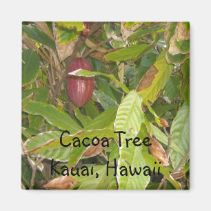 Cacoa Tree in Hawaii Magnet