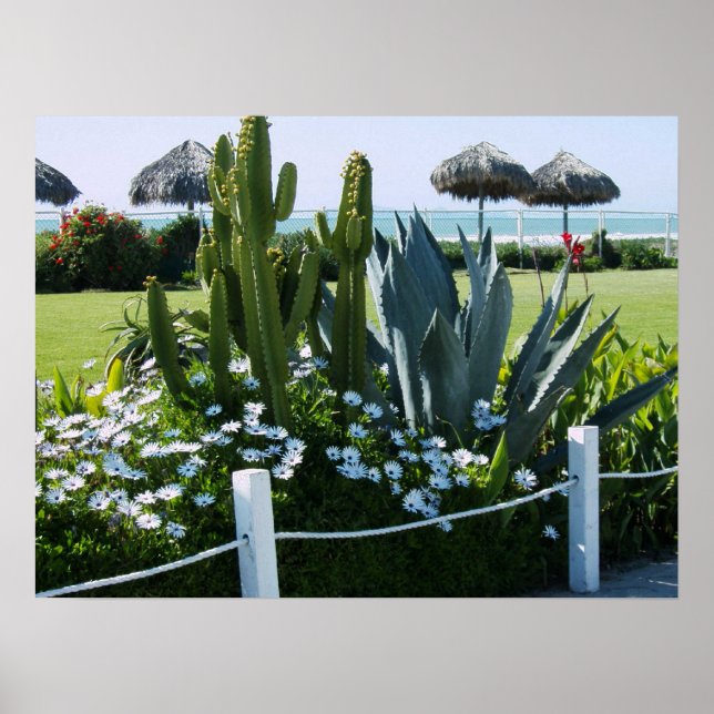 CACTI AM STRAND ROSARITO MEXICO POSTER (Vorne)