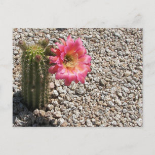 Cacti Bloom Postkarte