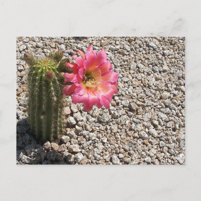 Cacti Bloom Postkarte (Vorderseite)