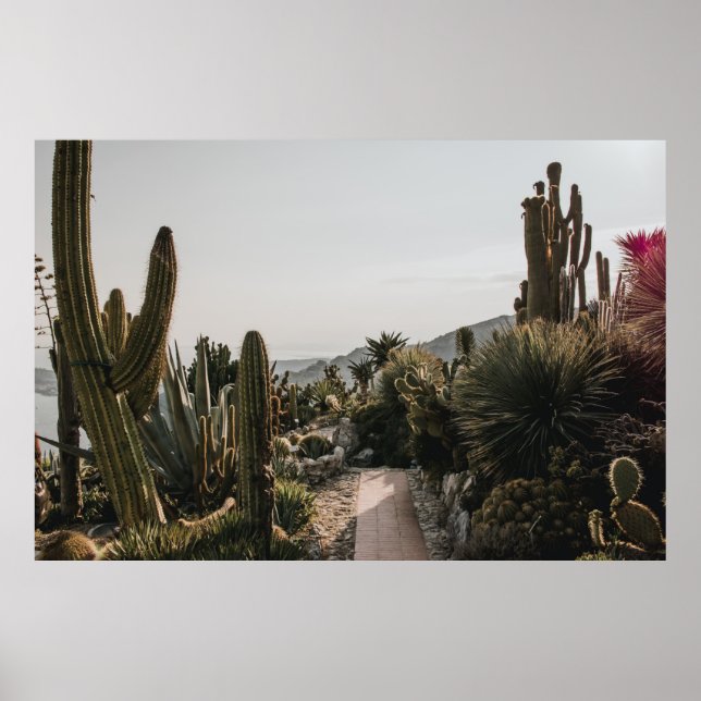 CACTI HILL POSTER (Vorne)
