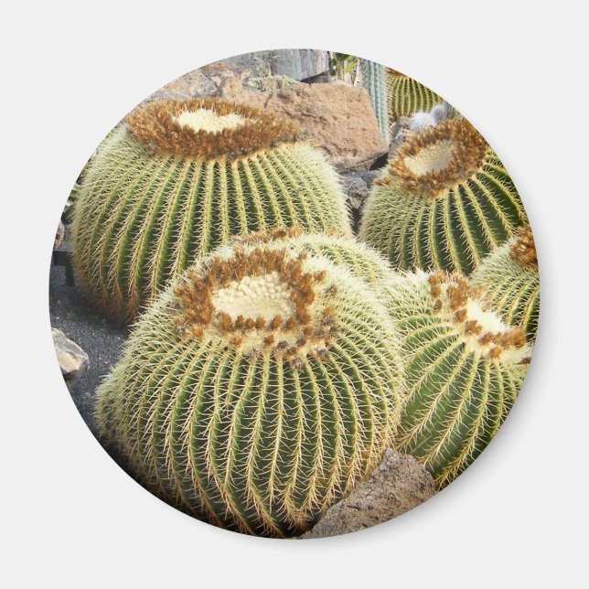 Cacti-Magnet Magnet (Vorne)