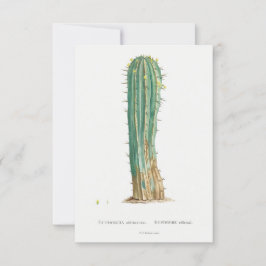 Cacti-Pflanze Vintage Abbildung