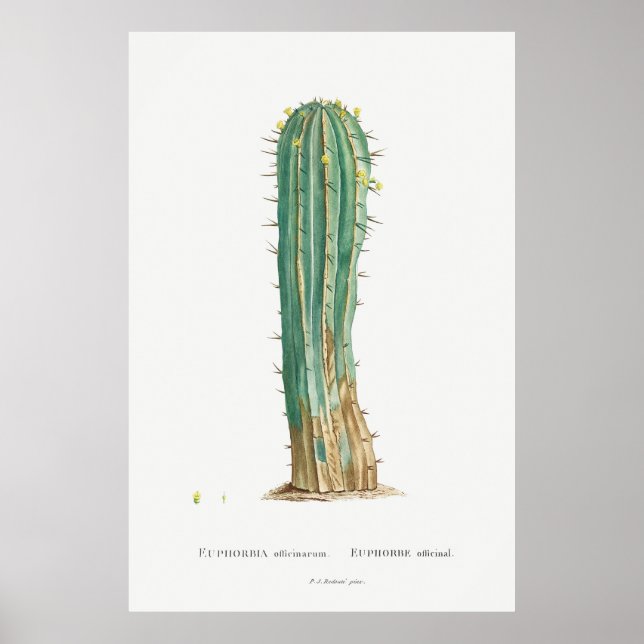 Cacti Vintag Illustrations-Pflanze Poster (Vorne)