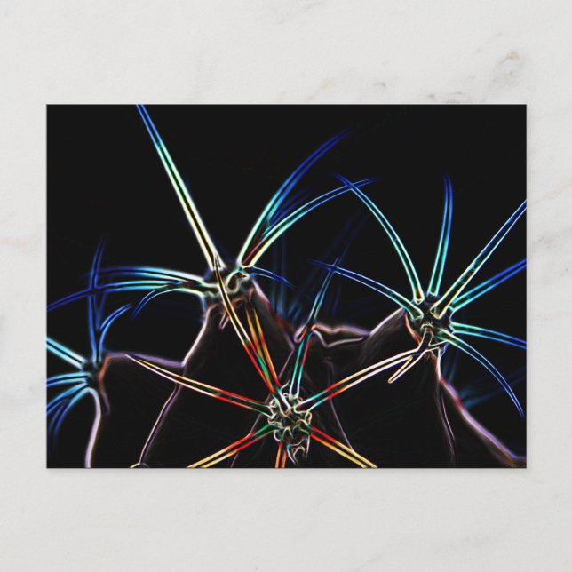 Cactus 1 pccnm postkarte (Vorderseite)