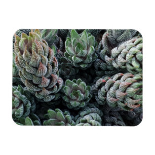 Cactus 3"x4" Magnet