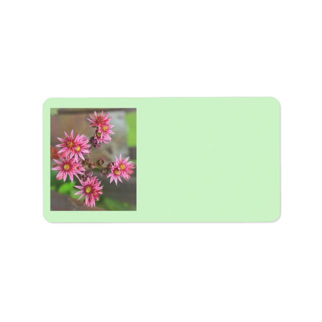 Cactus Address Labels Adressaufkleber (Vorne)
