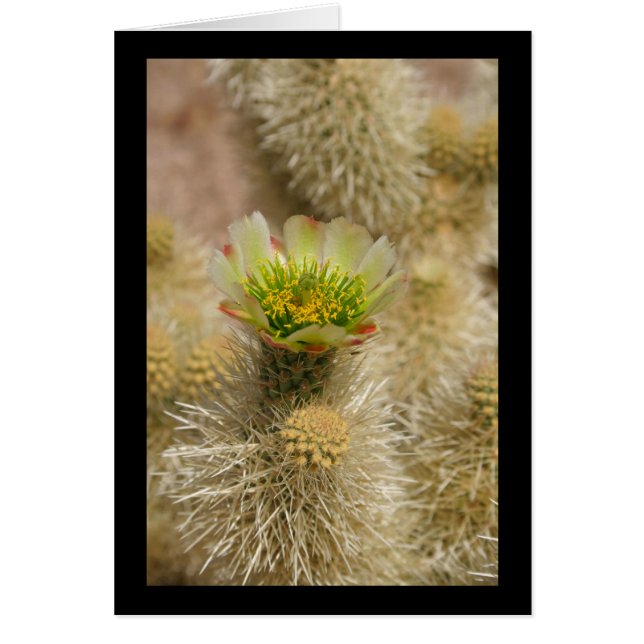 Cactus Bloom (Vorne)