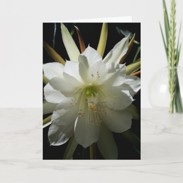 Cactus Bloom Card Karte (Vorderseite)