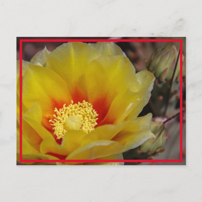 Cactus Bloom Postkarte (Vorderseite)