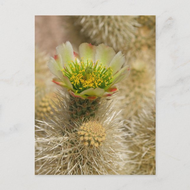 Cactus Bloom Postkarte (Vorderseite)
