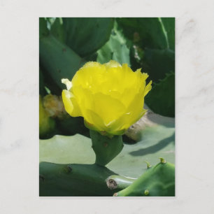 Cactus Bloom Postkarte