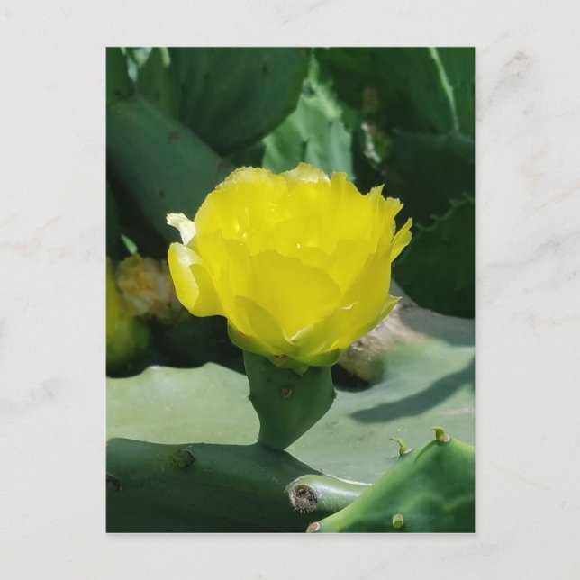 Cactus Bloom Postkarte (Vorderseite)