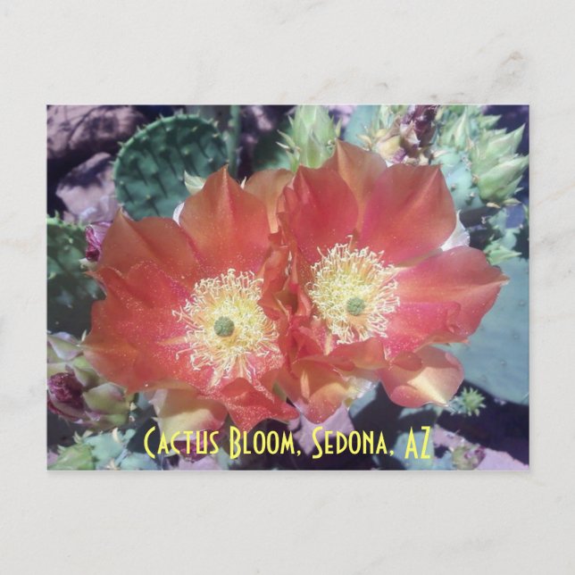 Cactus Bloom, Sedona, AZ Postkarte (Vorderseite)