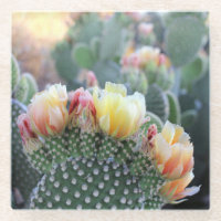Cactus Blooms Yellow Pink Wüste Blume Foto