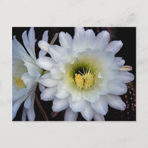 Cactus Blume 4355 Postkarte