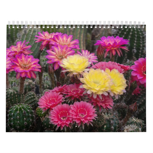 Cactus Blume Paint Kalender (Titelbild)