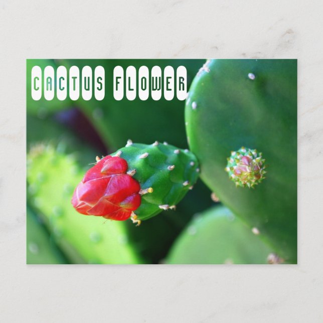 Cactus Blume Pflanze Postkarte (Vorderseite)
