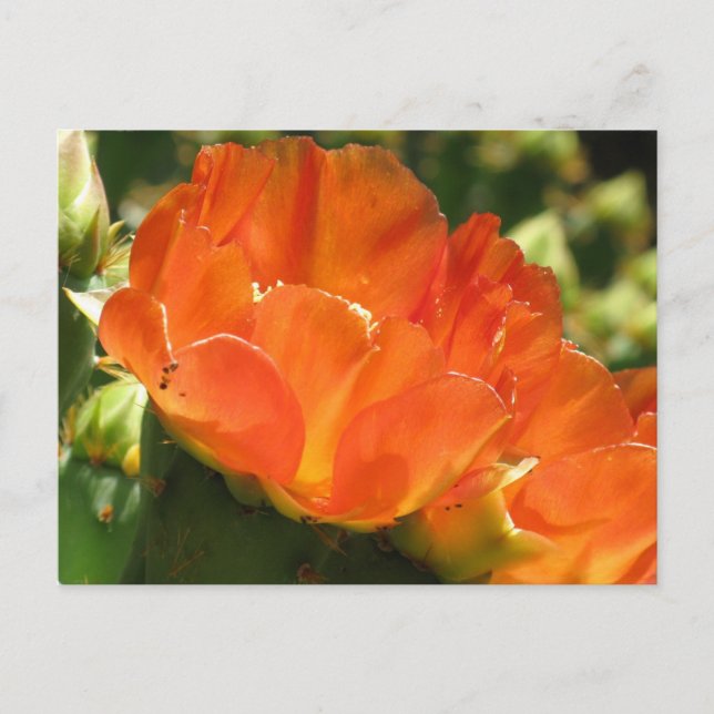 Cactus Blume Postcard Postkarte (Vorderseite)