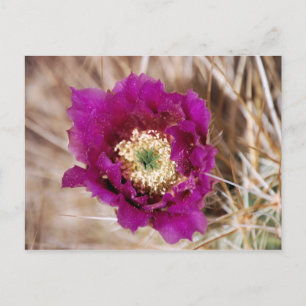 Cactus Blume Postcard Postkarte